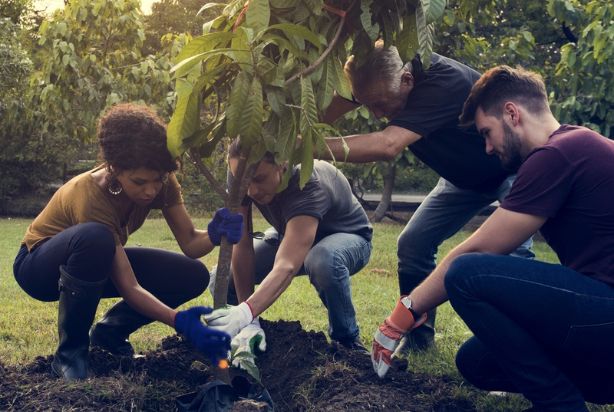 Dia da Árvore: 4 ideias sustentáveis para a sua empresa
